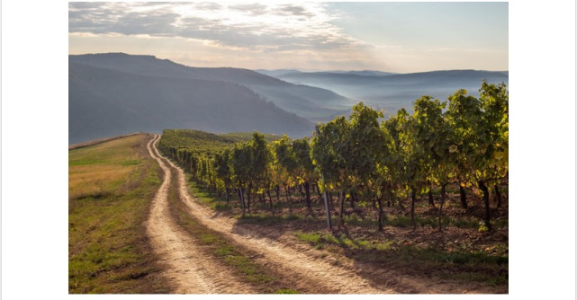 Liliac, crama butic din Transilvania unde vizitatorii se pot caza în cele 38 de hectare în mijlocul viei 