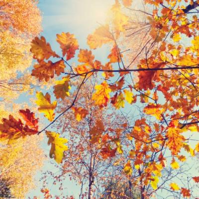 15 Citate despre toamnă care să îți inspire sufletul și să îți bucure inima