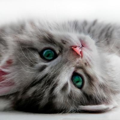 20 de imagini cu animale