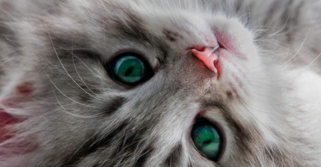 20 de imagini cu animale