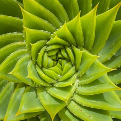 8 plante care purifica aerul din casa