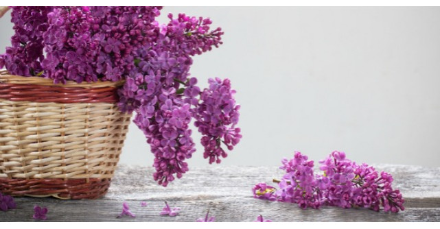 Floarea de liliac are efecte uimitoare asupra organismului. Trateaza peste 50 de boli