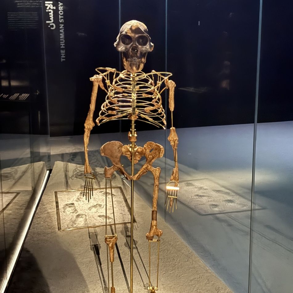 Cum arăta Lucy, strămoașa tuturor oamenilor: Fosila de Australopithecus care rescrie tot ce credeam despre originile noastre