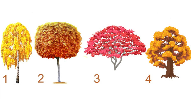 Alege un copac și află ce schimbări te așteaptă în această toamnă