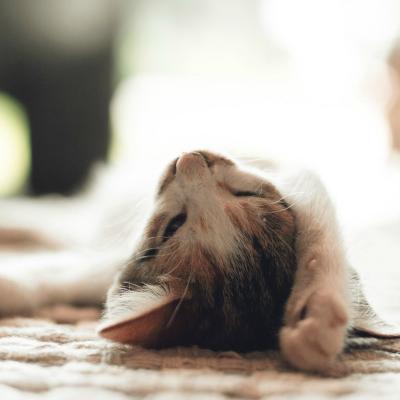 Moduri prin care animalele de companie iti imbunatatesc sanatatea si te fac mai fericita