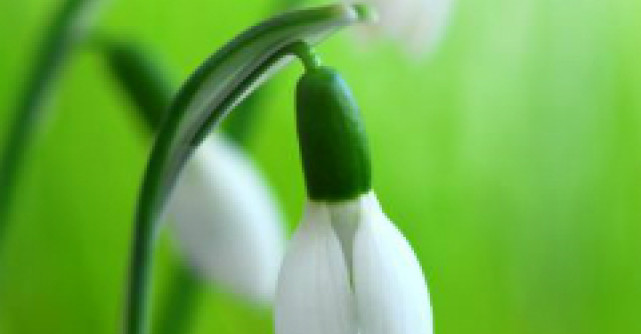 Sarbatoarea de Martisor