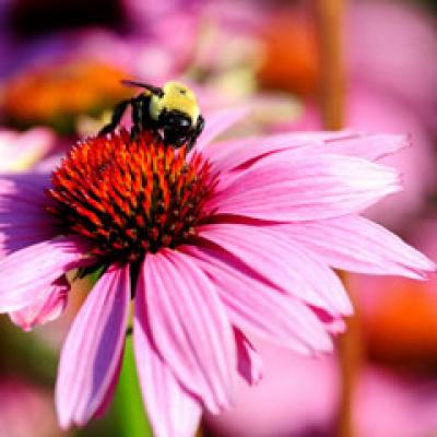 Echinaceea si propolis - Remedii naturiste contra gripei