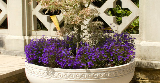 Practic: cum poti folosi culoarea mov in gradina