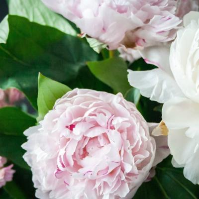 Lucruri nestiute despre bujori