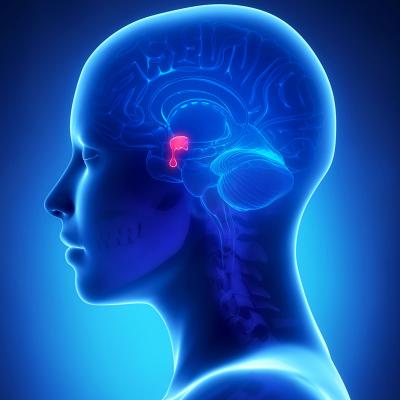Glanda hipofiza si rolul ei in organism