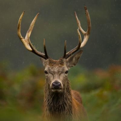 Imagine rară: Un cerb a traversat Dunărea din Serbia spre România