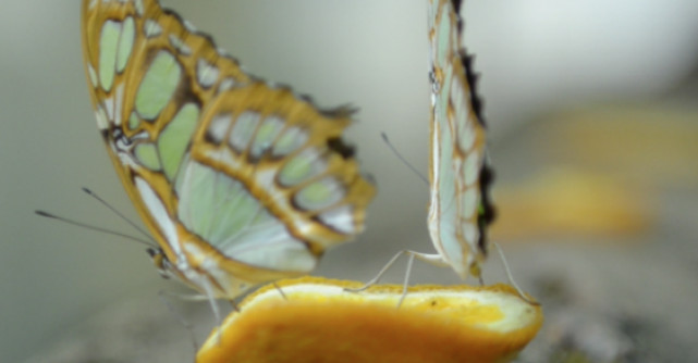 Video getWeekend: Hai la Human Body! 