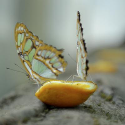 Video getWeekend: Hai la Human Body! 