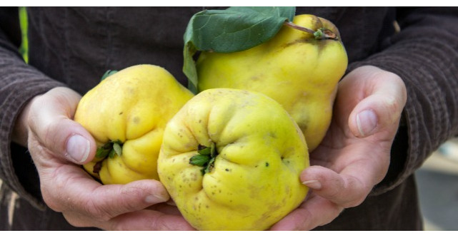 Leacuri naturale cu gutui: vindeca pancreatita, calmeaza tusea si te scapa de durerile articulare