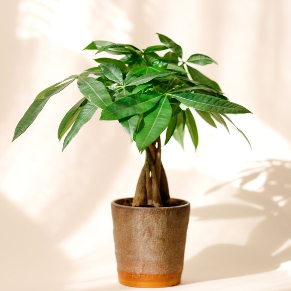 Top 5 accesorii Feng Shui care pot atrage abundența financiară în casa ta. Unde le așezi și ce simboluri activează prosperitatea