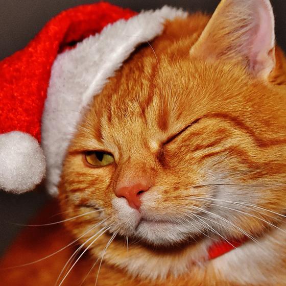 Craciun fericit cu buget redus: 7 cadouri sub 100 lei