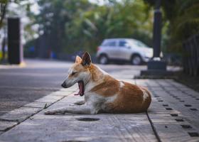 O presupusă vânătoare de câini și pisici a stârnit revolta locuitorilor din județul Botoșani