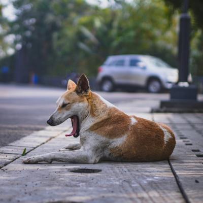 O presupusă vânătoare de câini și pisici a stârnit revolta locuitorilor din județul Botoșani