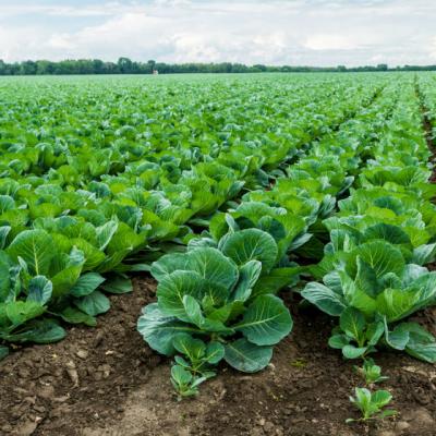 Iti place varza? Iata 15 efecte miraculoase de care beneficiezi cand o mananci