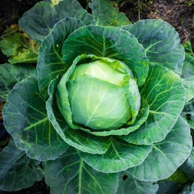 Ce nu stiai ca poti trata cu varza