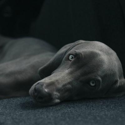 Povestea cainelui credincios