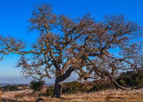 Sindromul Stejarului falnic în parenting, cuplu și management