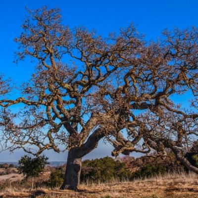 Sindromul Stejarului falnic în parenting, cuplu și management