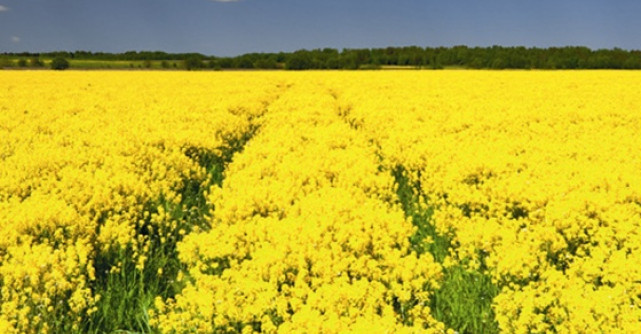 Ce fac consumatorii romani pentru un stil de viata sustenabil?