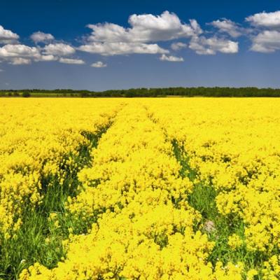 Ce fac consumatorii romani pentru un stil de viata sustenabil?