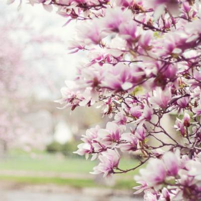 Imagini de Florii si citate frumoase despre flori