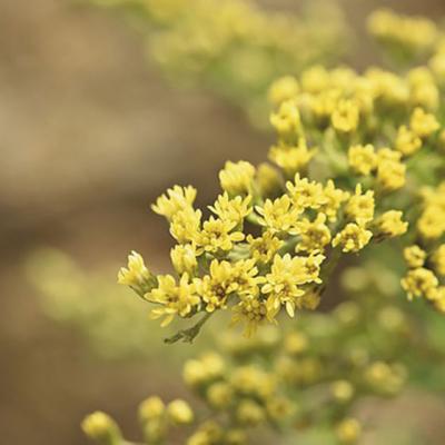 SANZIENELE: Minuni pentru TIROIDA si sistemul nervos