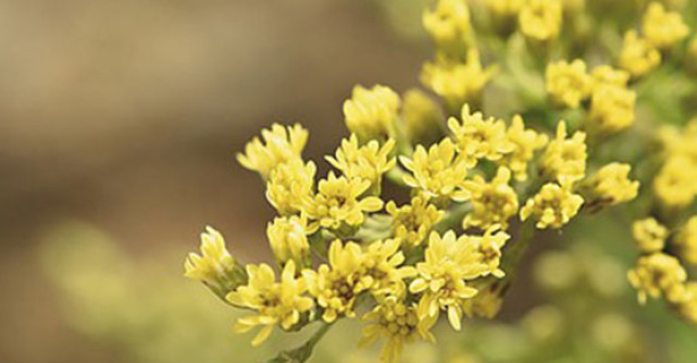 SANZIENELE: Minuni pentru TIROIDA si sistemul nervos