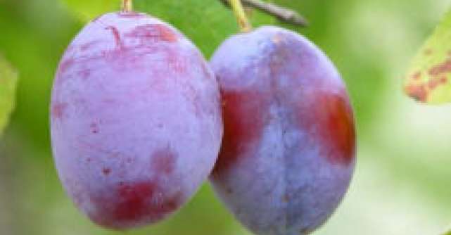 Prunele  fructele curative ale toamnei