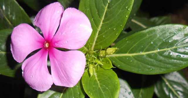 7 Tratamente NATURISTE care combat HEMOROIZII