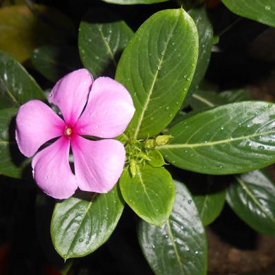 7 Tratamente NATURISTE care combat HEMOROIZII