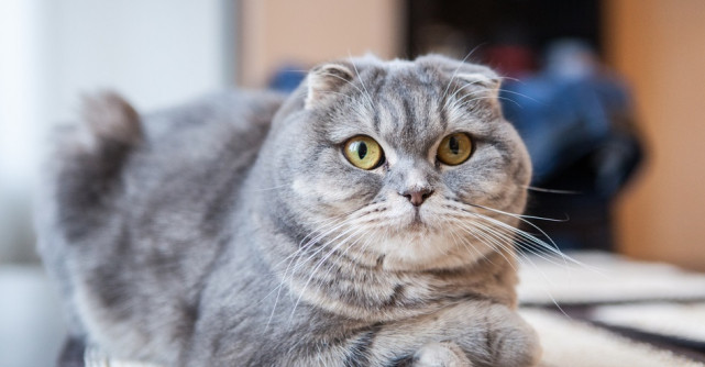 De câte ori mănâncă o pisica adultă?