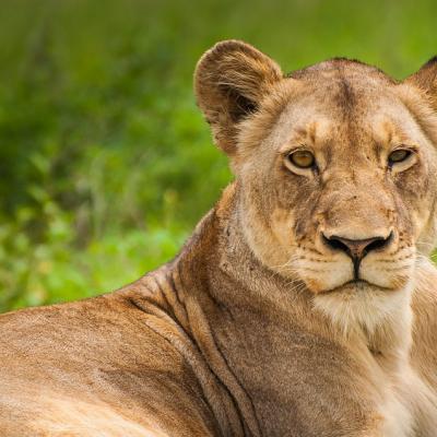 Alertă în Târgoviște! Ro-Alert a fost activat! Un leu se plimbă liber prin oraș