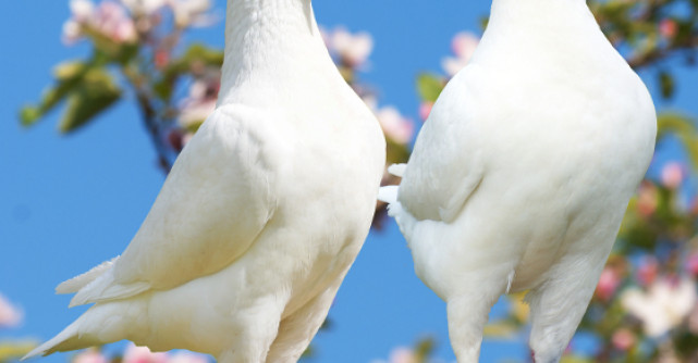 Si porumbeii vorbesc englezeste