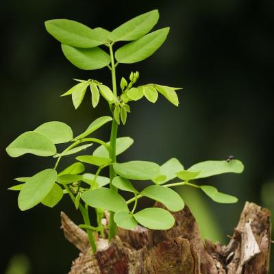 Vibratia saptamanii: RENAȘTERE și DETERMINARE