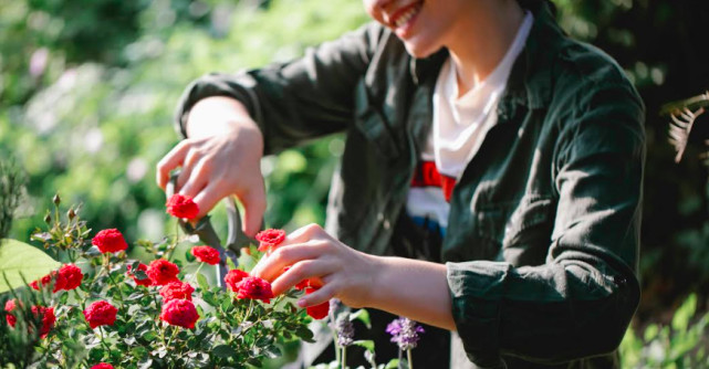 Cum si cand se replanteaza corect trandafirii?