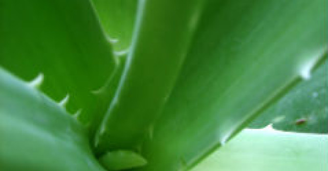 Fii sanatos cu Aloe vera