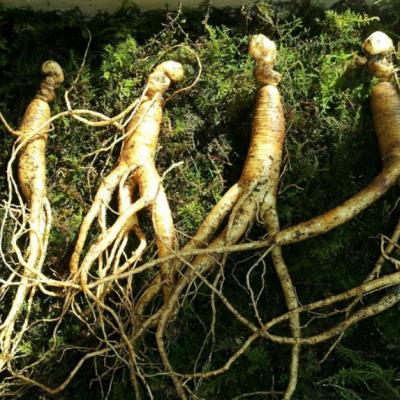 Ginseng: Beneficii pentru sanatate