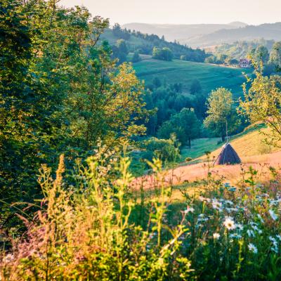 Cele mai frumoase citate despre natură: Natura a știut să facă și din ciulini o capodoperă