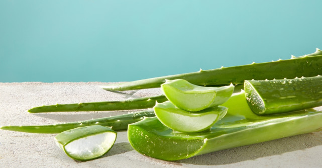 Ce boli tratează aloe vera - beneficii și utilizări medicinale