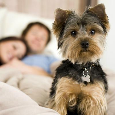 De ce sa lasi cainele sa doarma cu tine in pat? Avem noi 7 super motive