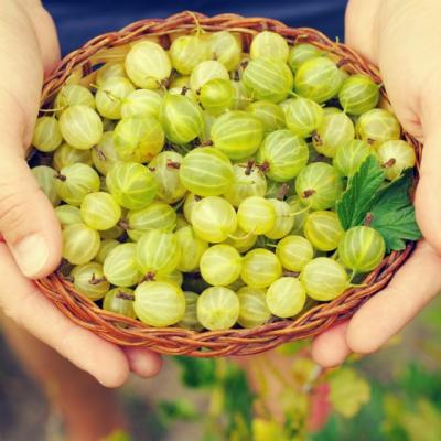 Acest fruct are de 20 de ori mai multa vitamina C decat portocalele