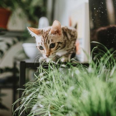  6 plante de apartament netoxice pentru pisici și câini, care îți înfrumusețează casa