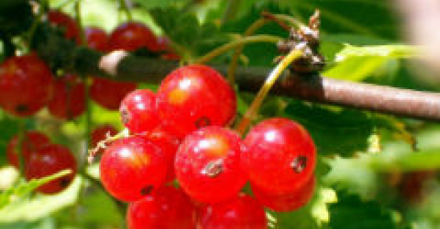 Fructele de merisor, fructele cu proprietati terapeutice imbatabile 