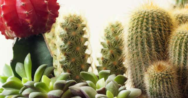 Cactusul, planta de interior nepretentioasa