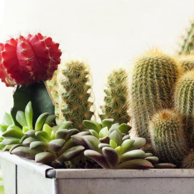 Cactusul, planta de interior nepretentioasa